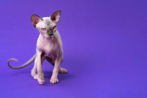 retrato de gato de color azul visón y blanco con azul ojos caminando en púrpura antecedentes foto