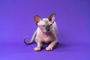 linda sphynx sin pelo gato de color azul visón y blanco con azul ojos acostado abajo en Violeta antecedentes foto