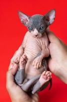 Cattery female veterinarian conducts medical exam of Sphynx Hairless kitten of blue and white color photo