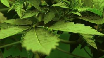 Cannabis sativa leaves close-up. Marijuana plant vegetation video