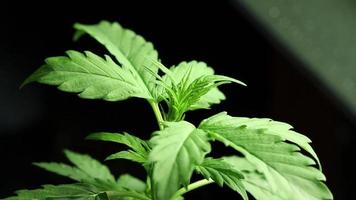 Marijuana leaves grow time lapse footage in dark. Cannabis plant time-lapse video