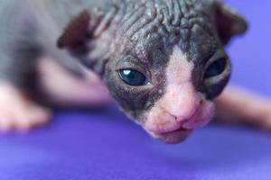 Sphynx Hairless Cat of black and white two weeks old on blue background, looking at camera photo