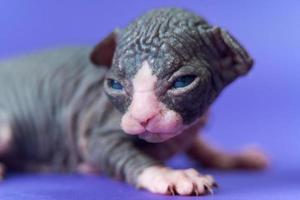 Sphynx Hairless Cat of black and white two weeks old lying on blue background, looking at camera photo