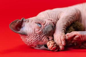 Canadian Sphynx Cat of blue mink and white on red background. Cute 4 month old kitten. Close-up photo