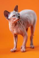 Canadian Sphynx Cat of blue mink and white color standing full-length on orange background photo