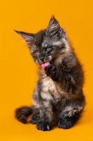 Funny purebred kitten of American Forest Cat licks his paw with red tongue on yellow background photo