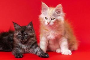 American Forest kittens of colors black smoke and red silver classic tabby on red background photo