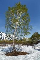 Beautiful birch on glade surrounded by snow on background clear blue sky in sunny weather photo