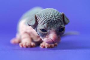 Sphynx Cat of blue and white two weeks old lying down on blue background and looking at camera photo