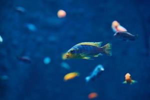 peces marinos en el acuario profundo, vida marina foto