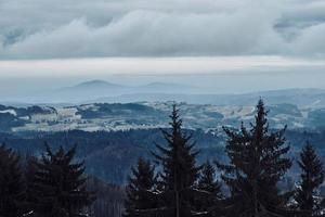 Pine tree forest silhouette with fog photo