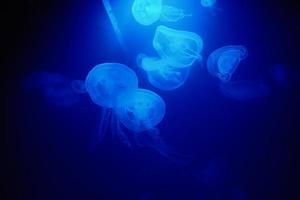 Jellyfish swims under water in aquarium photo