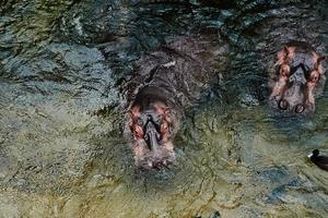 Hippopotamus in the water photo