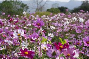 fresh beauty mix pink and purple cosmos flower yellow pollen blooming in natural botany garden park photo