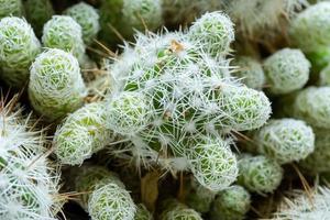 Top view close-up beautiful green cactus with white needles photo
