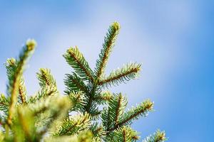 Branches of pine tree with prickly needles. Xmas fir tree on background of blue sky with white clouds. Focus foreground photo