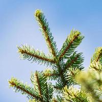 Close-up view of branches of pine tree with prickly needles photo