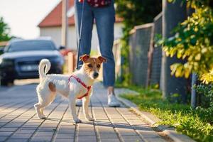 Dog walks at summer city street photo