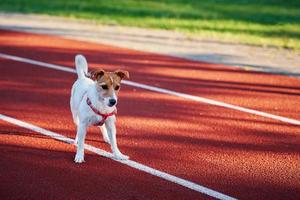 Dog walking at stadium track photo