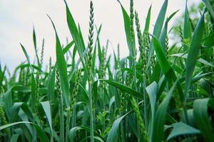 Green field with wheat ear photo