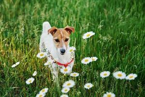 Cute dog portrait on summer meadow with green grass photo