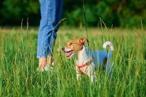 Dog walking at park with owner photo