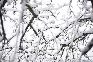 el textura de el ramas cubierto con nieve. invierno árbol. foto