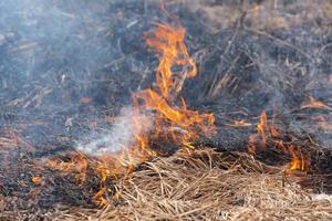 Burning dry grass in spring forest. Smoke and fire destroy all life photo
