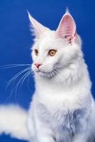 pelo largo gato raza americano mapache gato. retrato de blanco color hembra gato en azul antecedentes foto