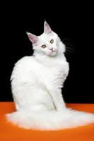 Beautiful animal American Forest Cat sitting on orange and black background, looking at camera photo