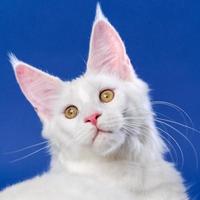 de cerca retrato de blanco color americano pelo largo gato mirando a cámara foto