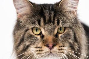 Extreme close-up portrait of mackerel tabby Maine Coon Cat looking at camera photo