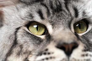 Extreme close-up portrait of mackerel tabby Maine Coon Cat with big eyes looking photo