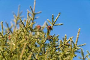 Natural evergreen branches with cones of Christmas tree in pine forest on background blue sky on sunny day photo