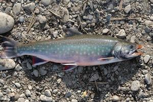 Wild Salvelinus - genus of salmonid fish often called char or charr with pink spots over darker body. Close-up view photo