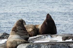 Rookery Steller Sea Lion or Northern Sea Lion photo