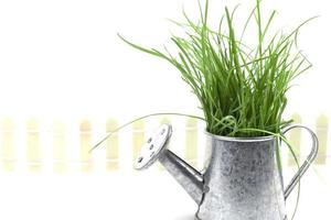 Gardening and plant growing. Green grass grows from a small metal watering can. photo