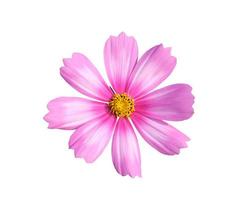 beautiful soft pink cosmos flower blooming isolated white background with clipping path photo