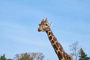 Giraffe head against blue sky photo