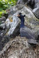 Red-faced cormorant Phalacrocorax urile in nest on cliff photo