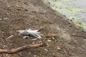 Dead seagull is lying down on shore of reservoir that is covered with green algae photo