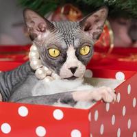 Cute Sphynx Cat lying in red polka dot gift box under Christmas tree and looking at camera photo