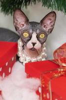 Sphynx Cat carefully hides in red polka dot gift boxes under Christmas tree photo