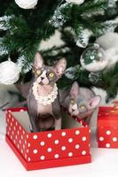 Two Canadian Sphynx Cats sitting under Christmas tree with holiday red polka dot gift boxes under it photo