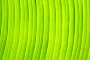 Green Banana Leaf Texture Background. photo