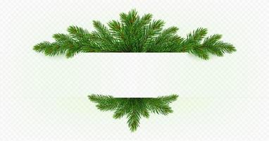 Pine tree branch. Fir twigs with green needles vector