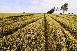 Field of crops photo