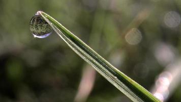 Extreme close-up image of wet green grass with sunlight shining on beads of dew in the early morning photo