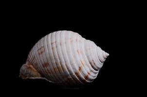 Seashell on dark background photo