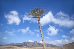 palm tree in Jandia Natural park, fuerteventura photo